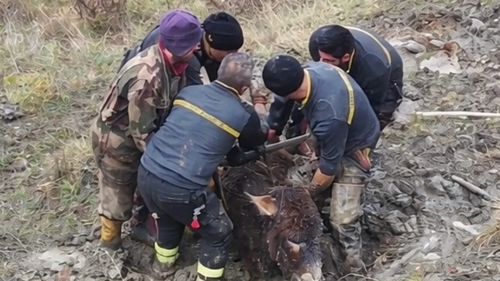 Cerro al Volturno: i Vigili del Fuoco salvano tre asini rimasti impantanati in un terreno.